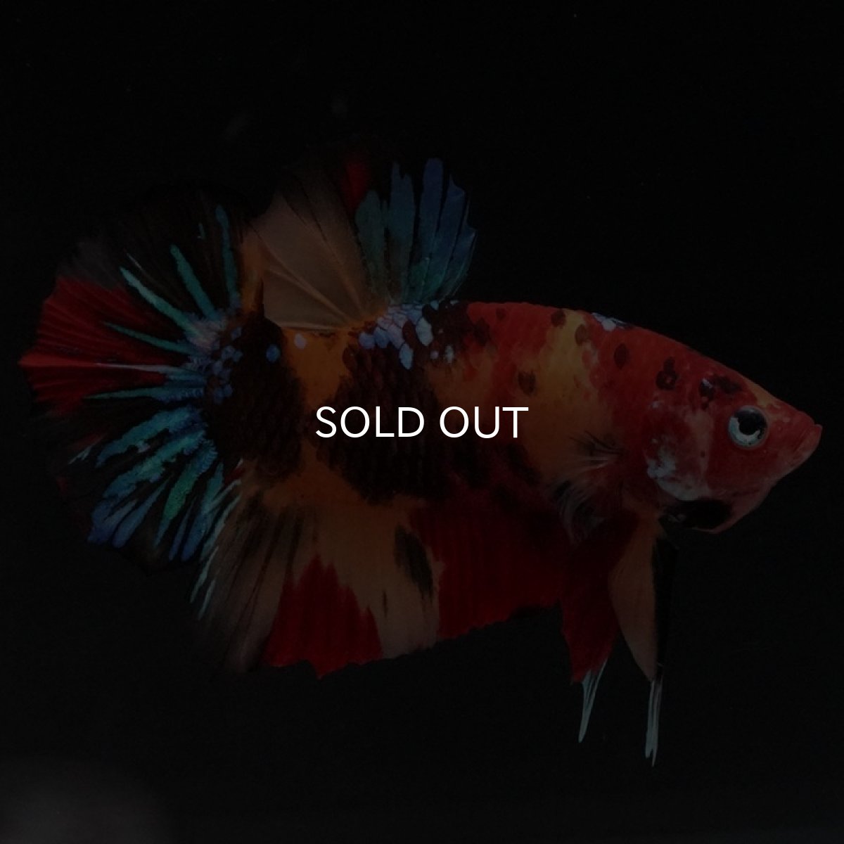 画像6: HMPK キャンディ (6)