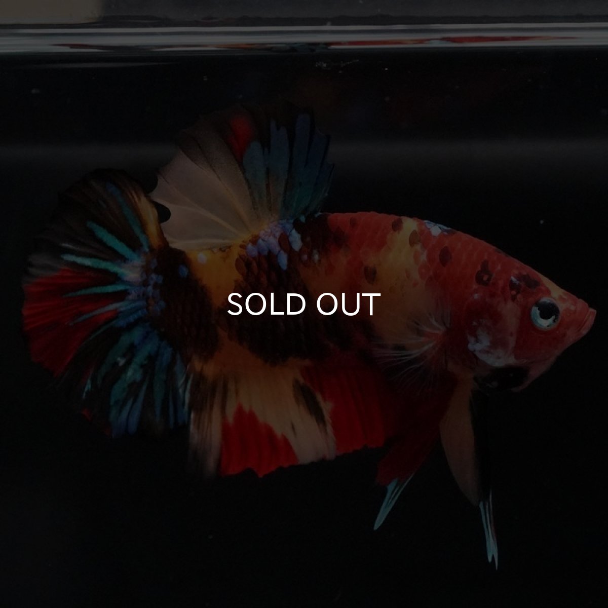 画像5: HMPK キャンディ (5)