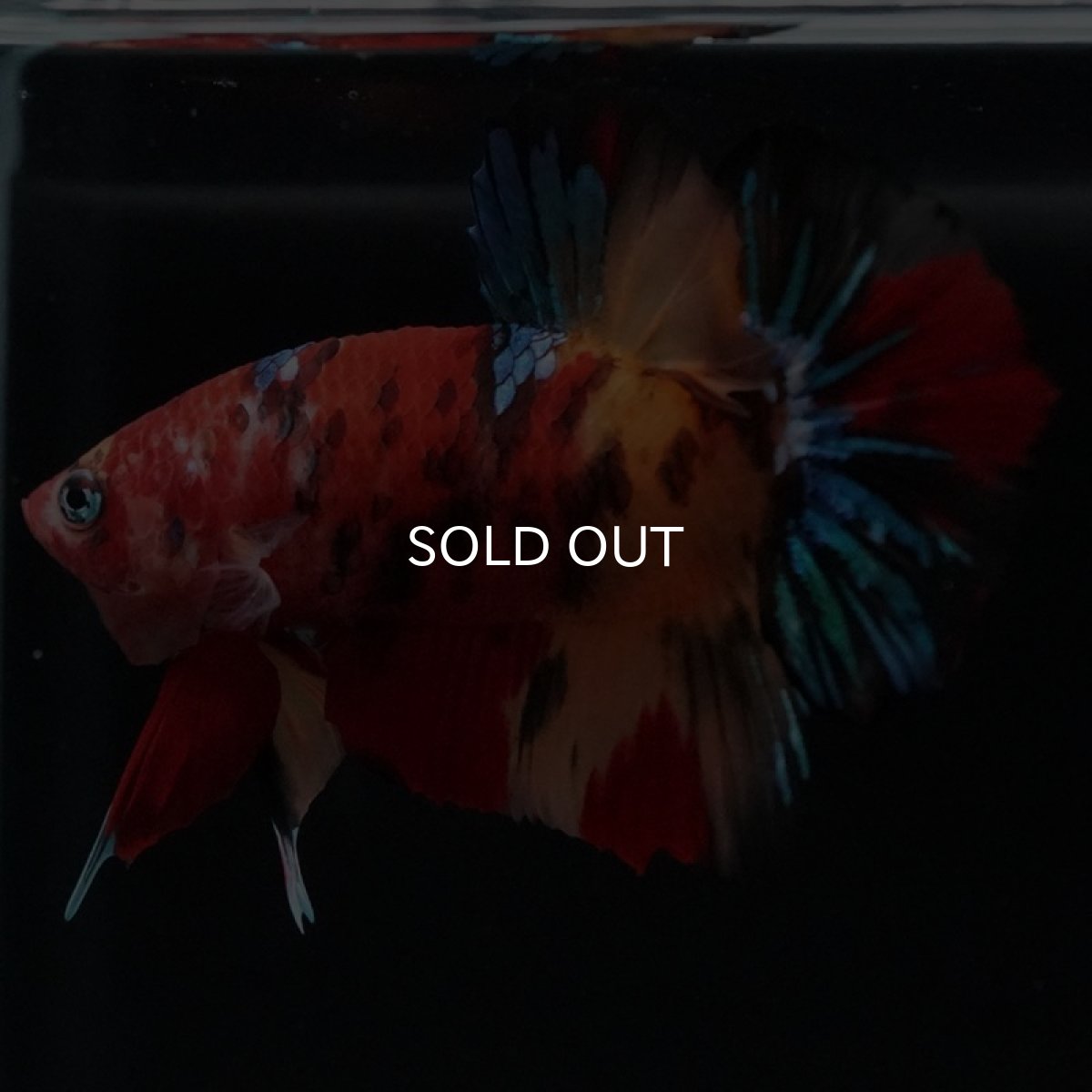 画像2: HMPK キャンディ (2)