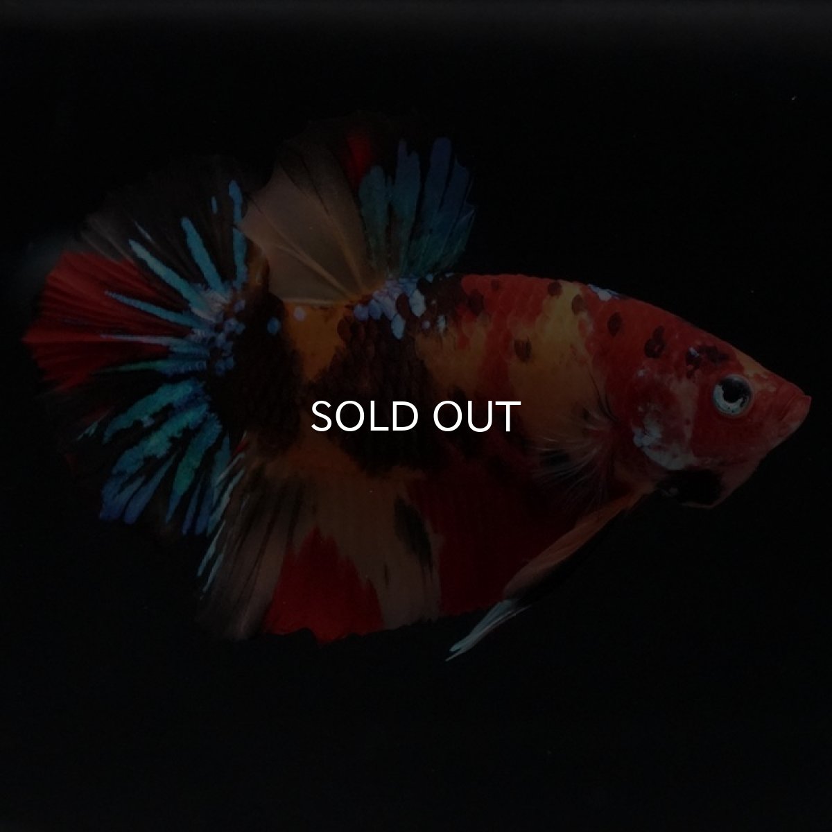 画像4: HMPK キャンディ (4)