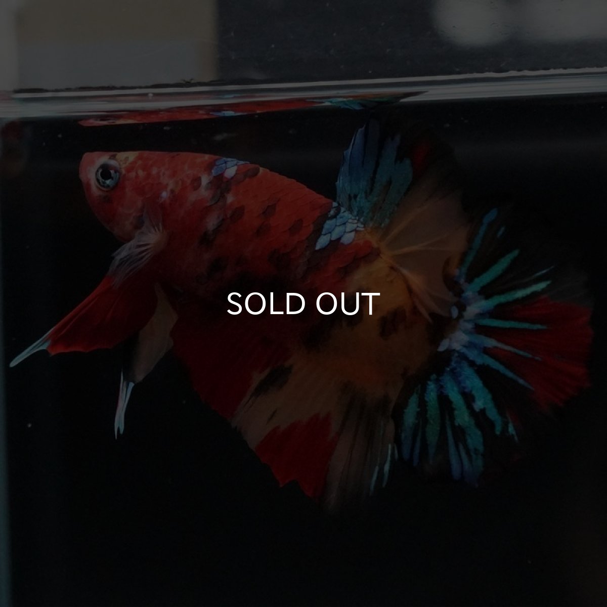 画像3: HMPK キャンディ (3)