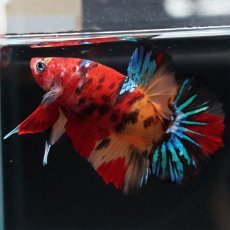 画像3: HMPK　キャンディ (3)