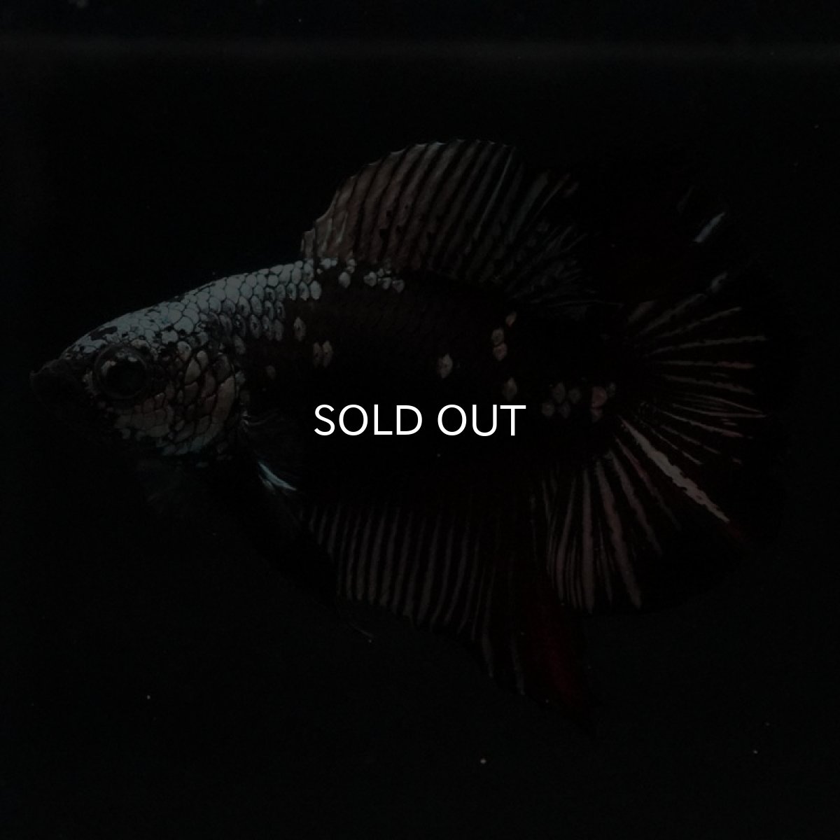 画像7: DTPK ブラックレッドサムライ (7)