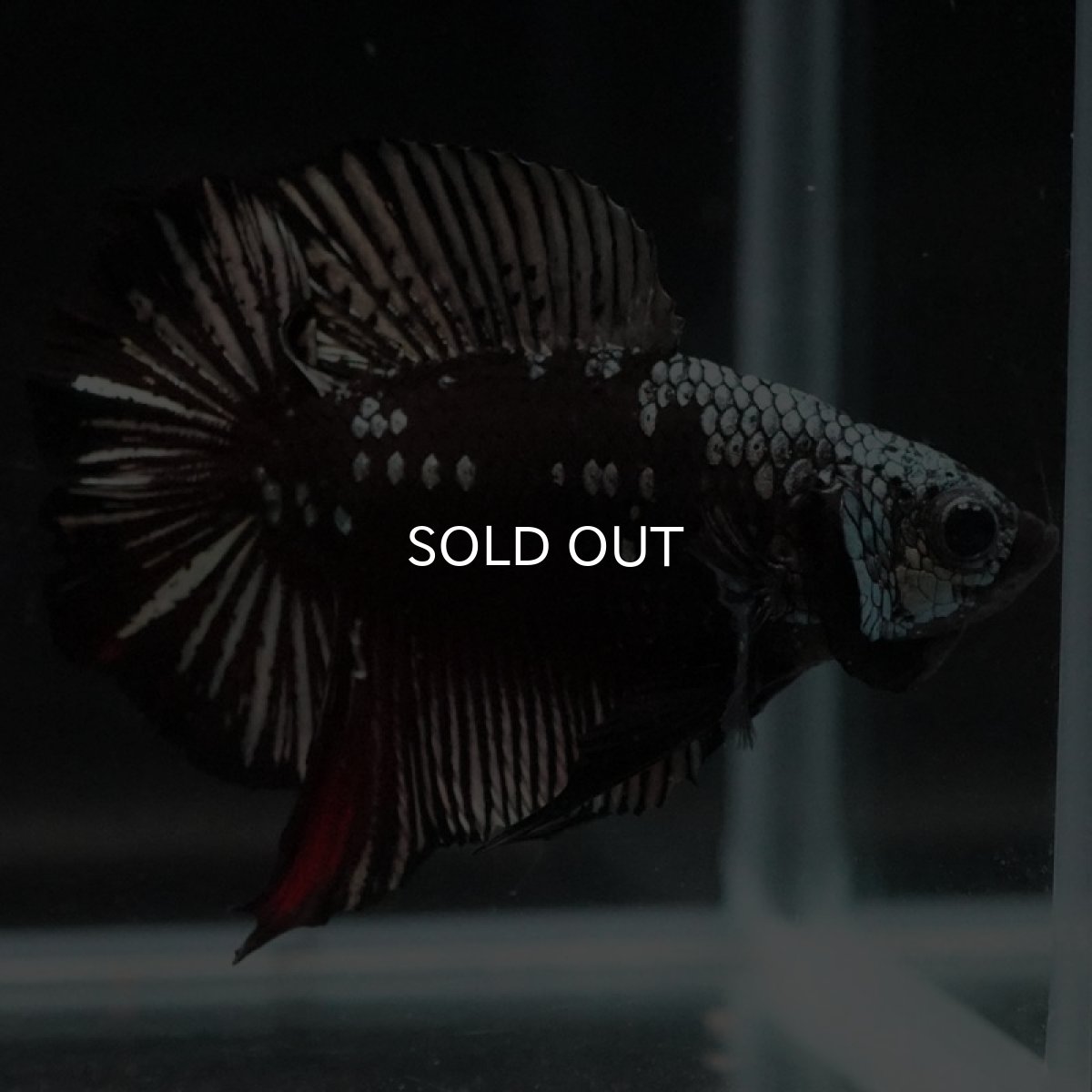 画像5: DTPK ブラックレッドサムライ (5)