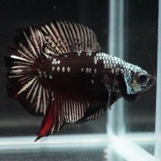 画像5: DTPK　ブラックレッドサムライ (5)