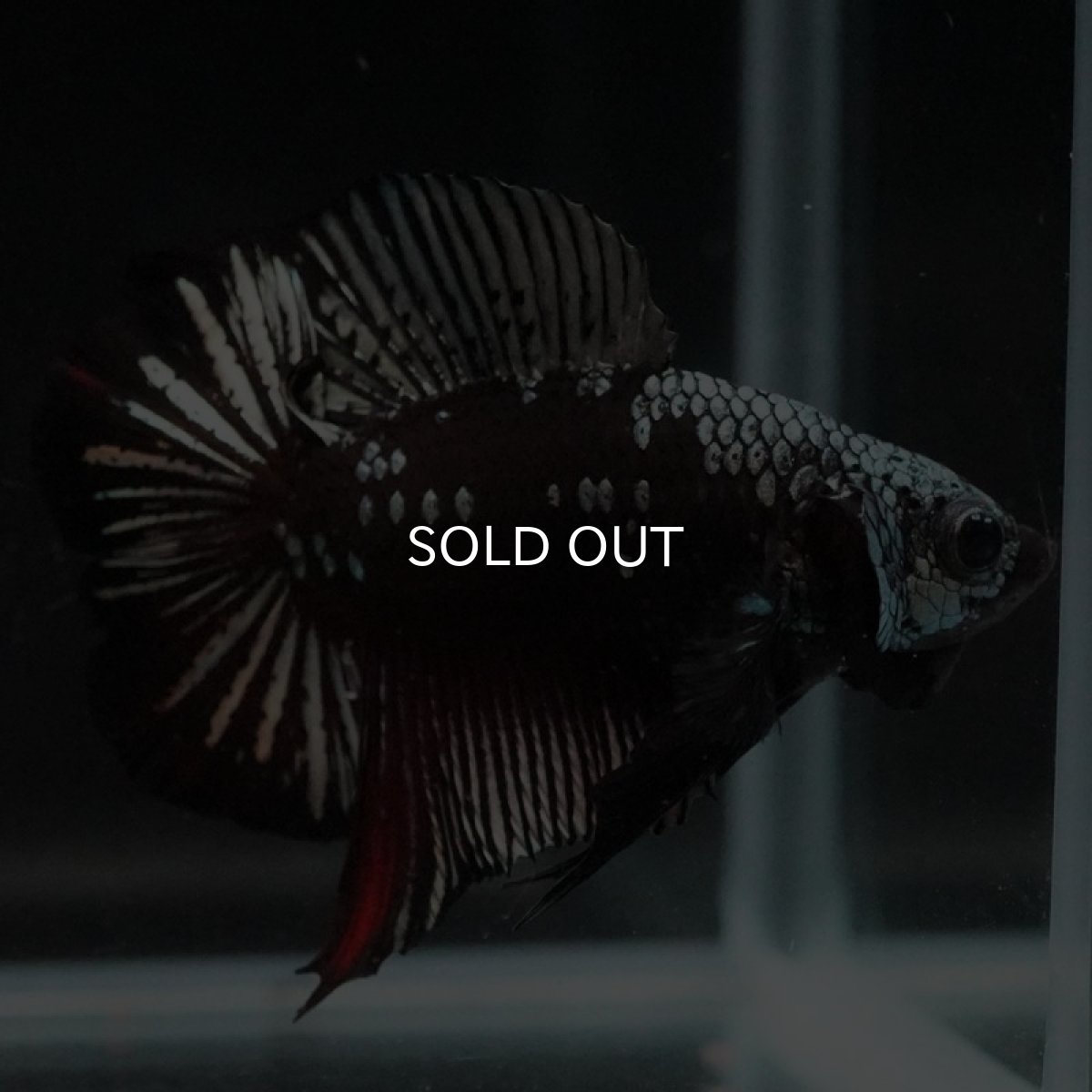 画像3: DTPK ブラックレッドサムライ (3)