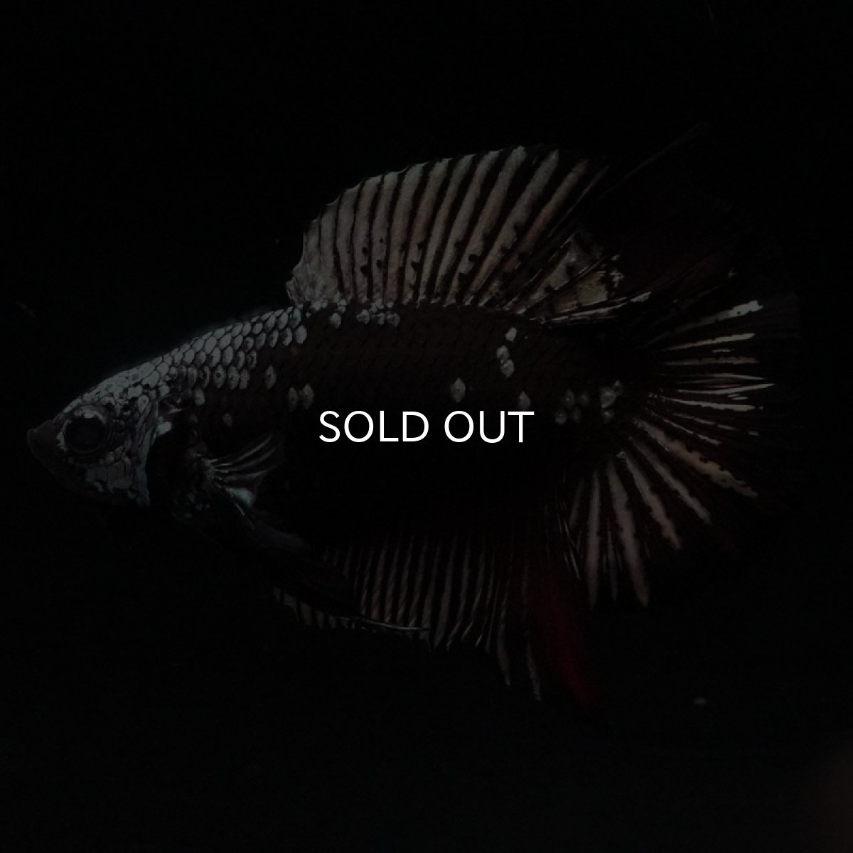 画像2: DTPK ブラックレッドサムライ (2)