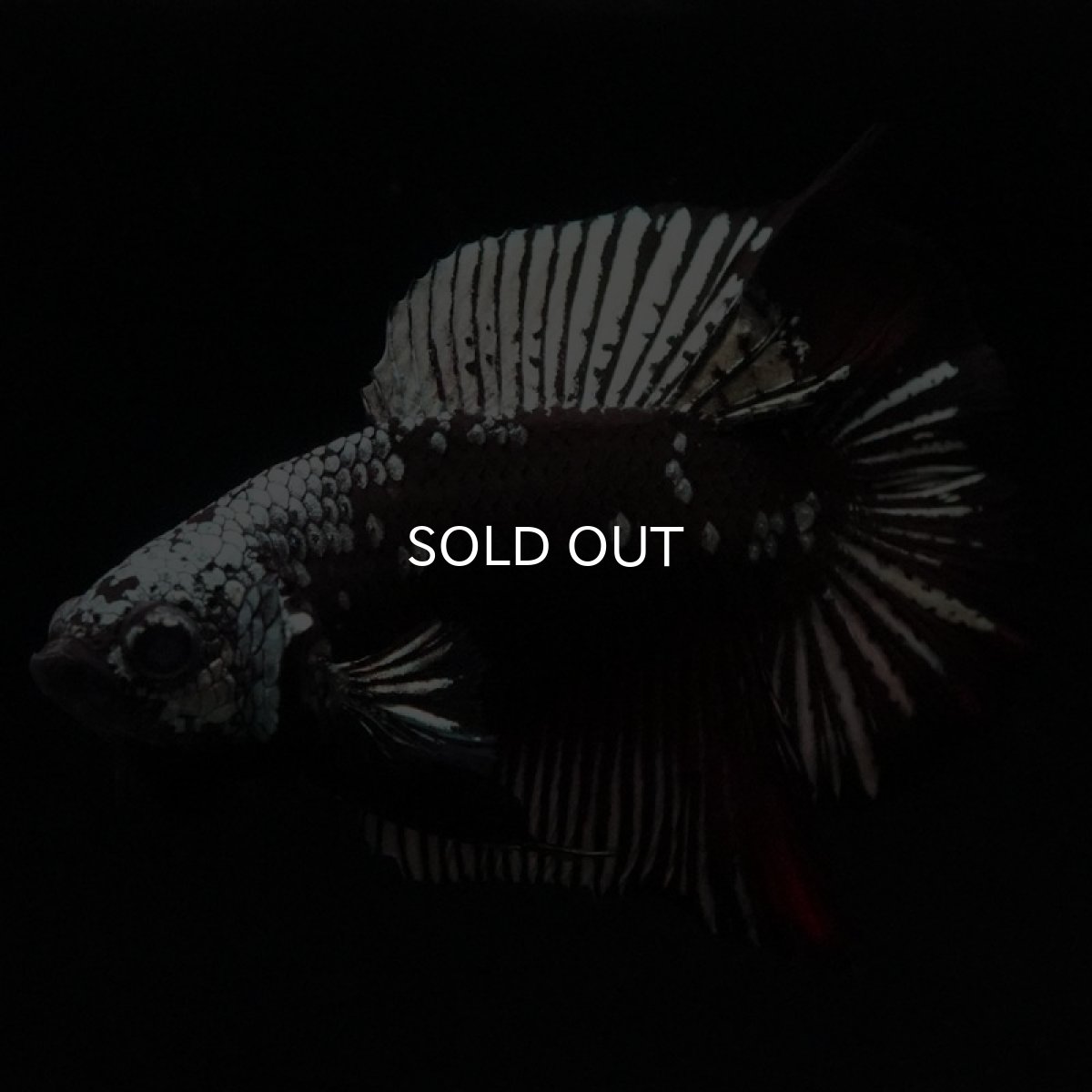 画像4: DTPK ブラックレッドサムライ (4)