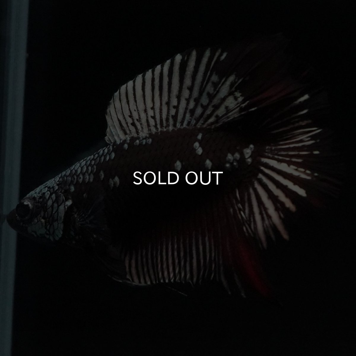 画像6: DTPK ブラックレッドサムライ (6)