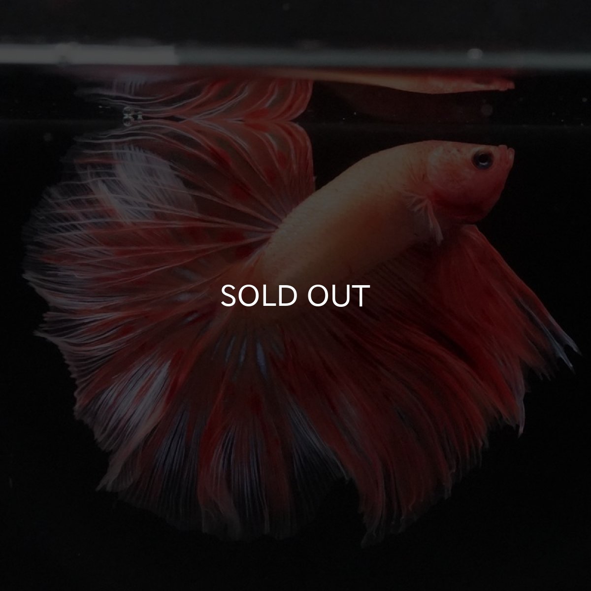 画像3: HM アルマゲドン (3)