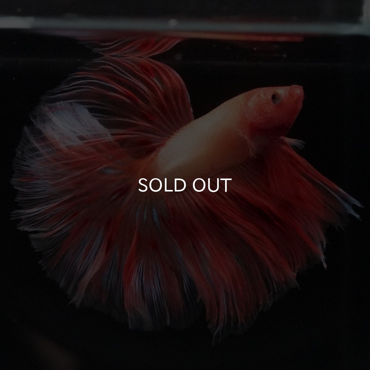 画像7: HM アルマゲドン (7)