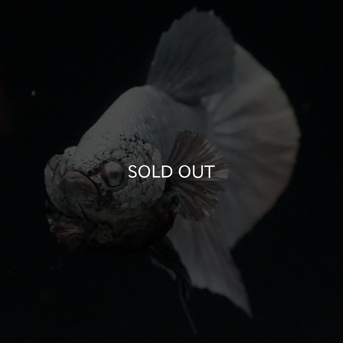 画像9: HMPK ソリッドカッパー (9)