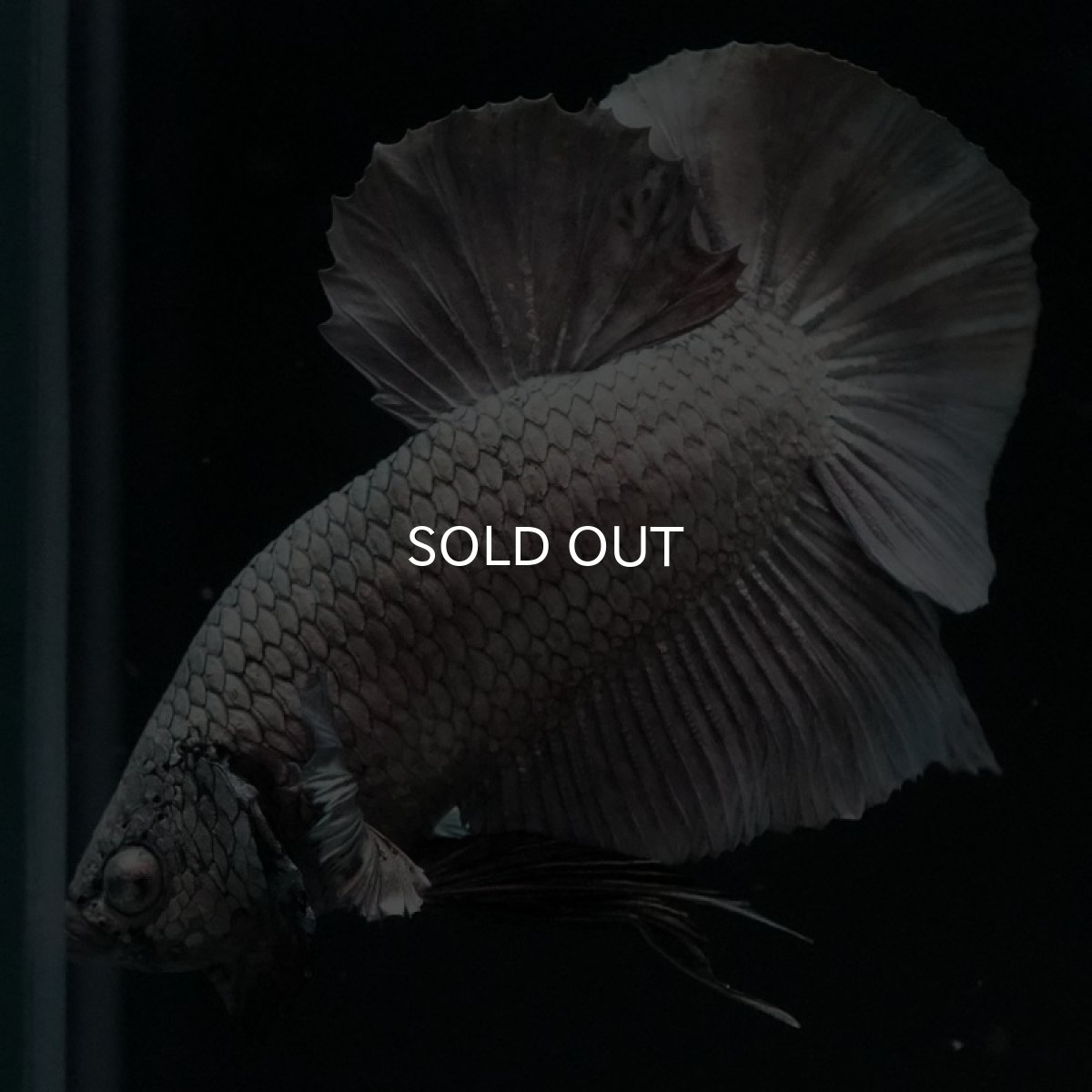 画像7: HMPK ソリッドカッパー (7)