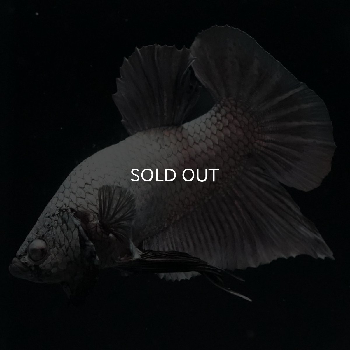 画像5: HMPK ソリッドカッパー (5)