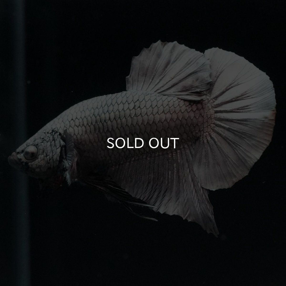 画像3: HMPK ソリッドカッパー (3)