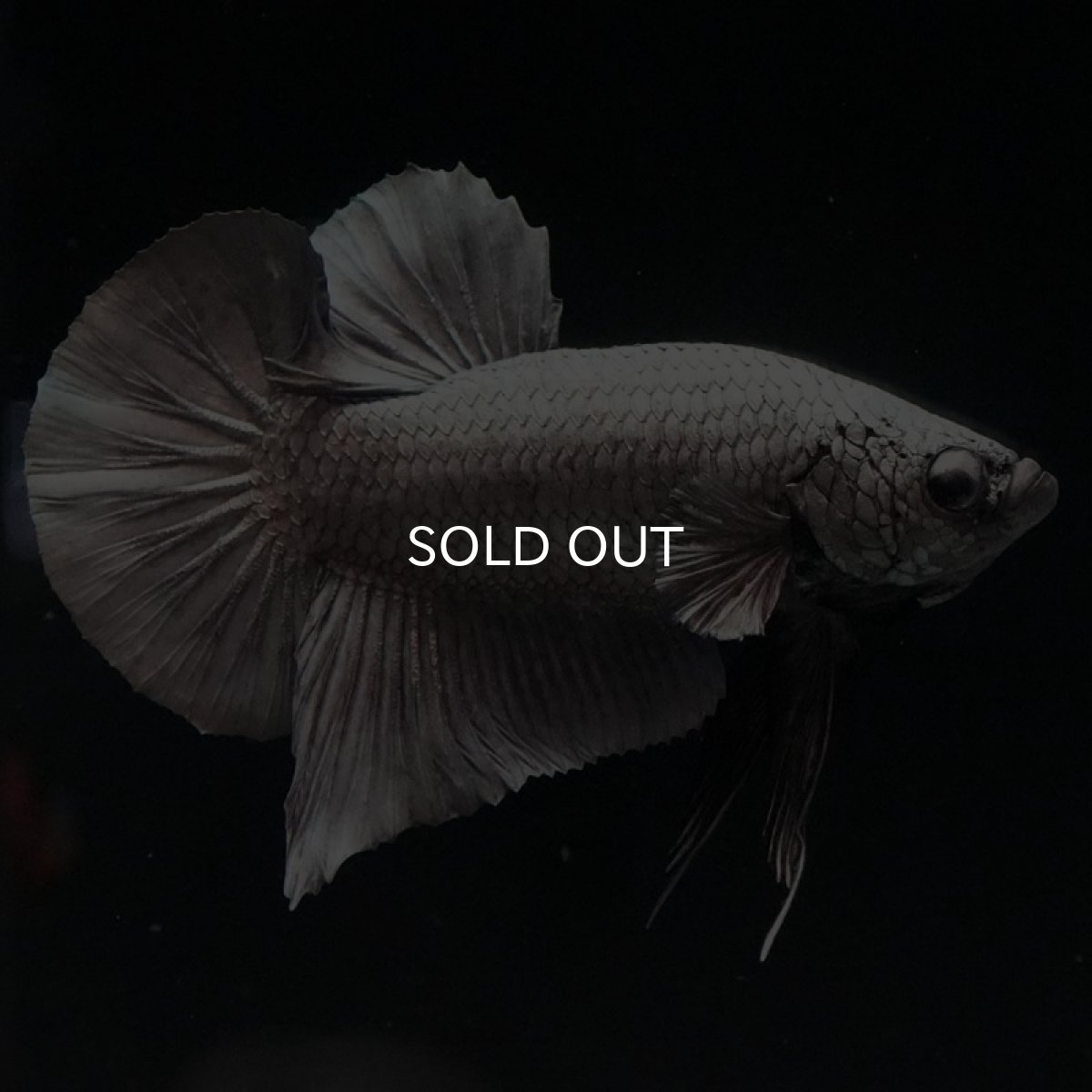 画像2: HMPK ソリッドカッパー (2)