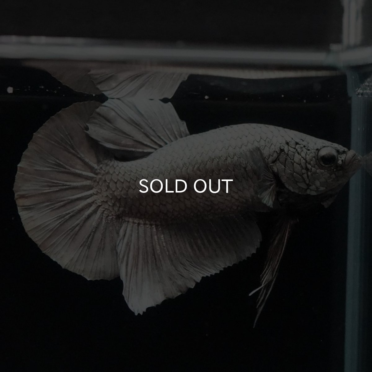 画像8: HMPK ソリッドカッパー (8)