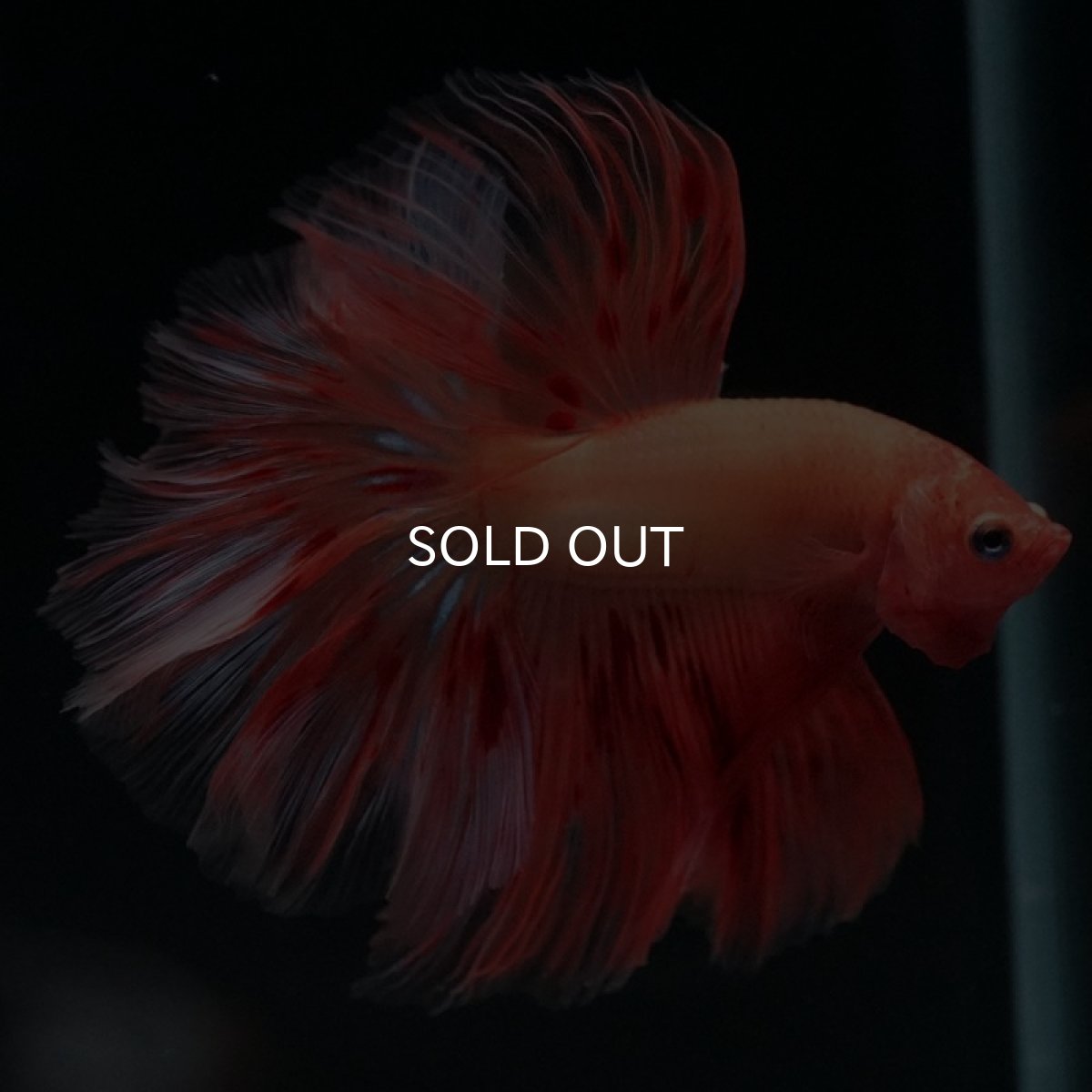 画像5: HM アルマゲドン (5)