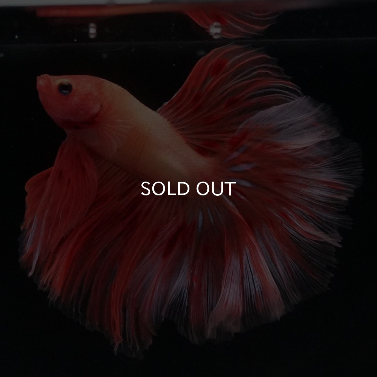 画像4: HM アルマゲドン (4)