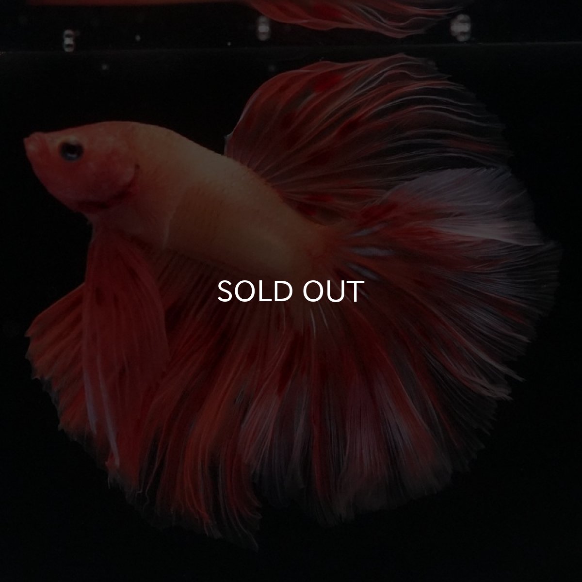 画像2: HM アルマゲドン (2)