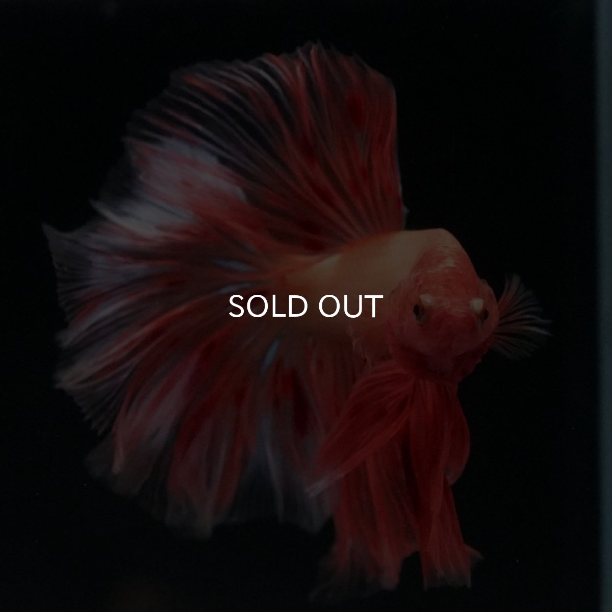 画像6: HM アルマゲドン (6)