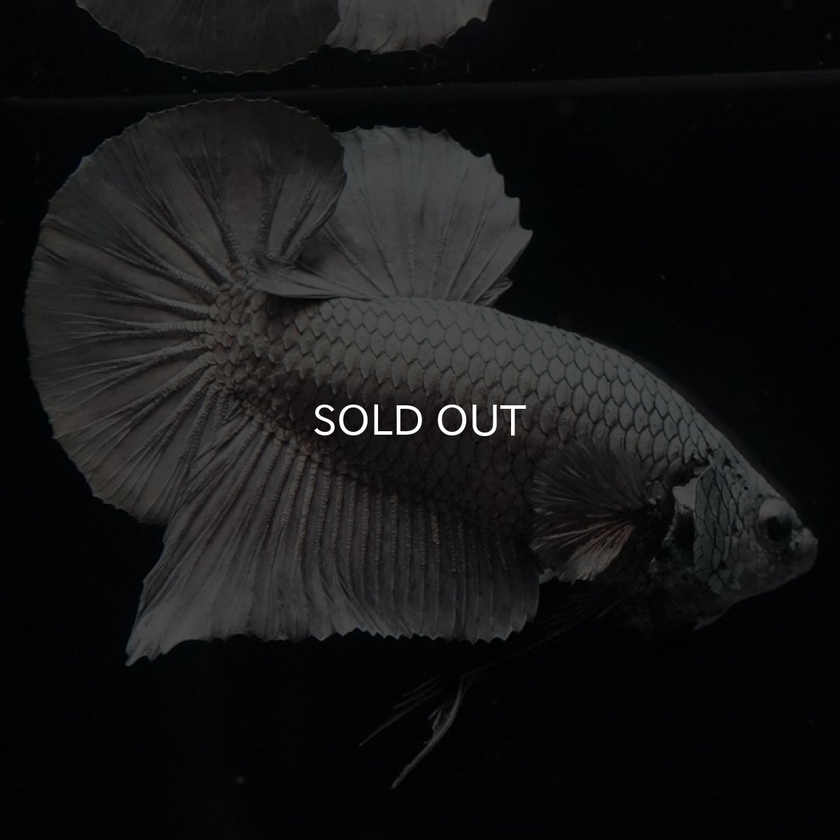 画像4: HMPK ソリッドカッパー (4)