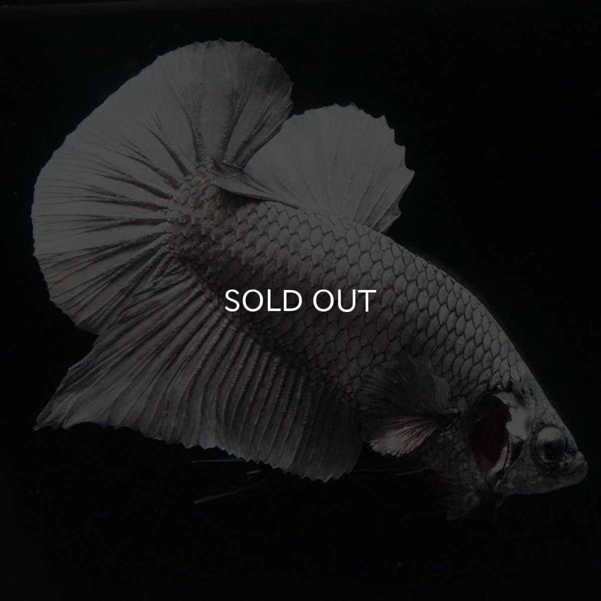 画像6: HMPK ソリッドカッパー (6)