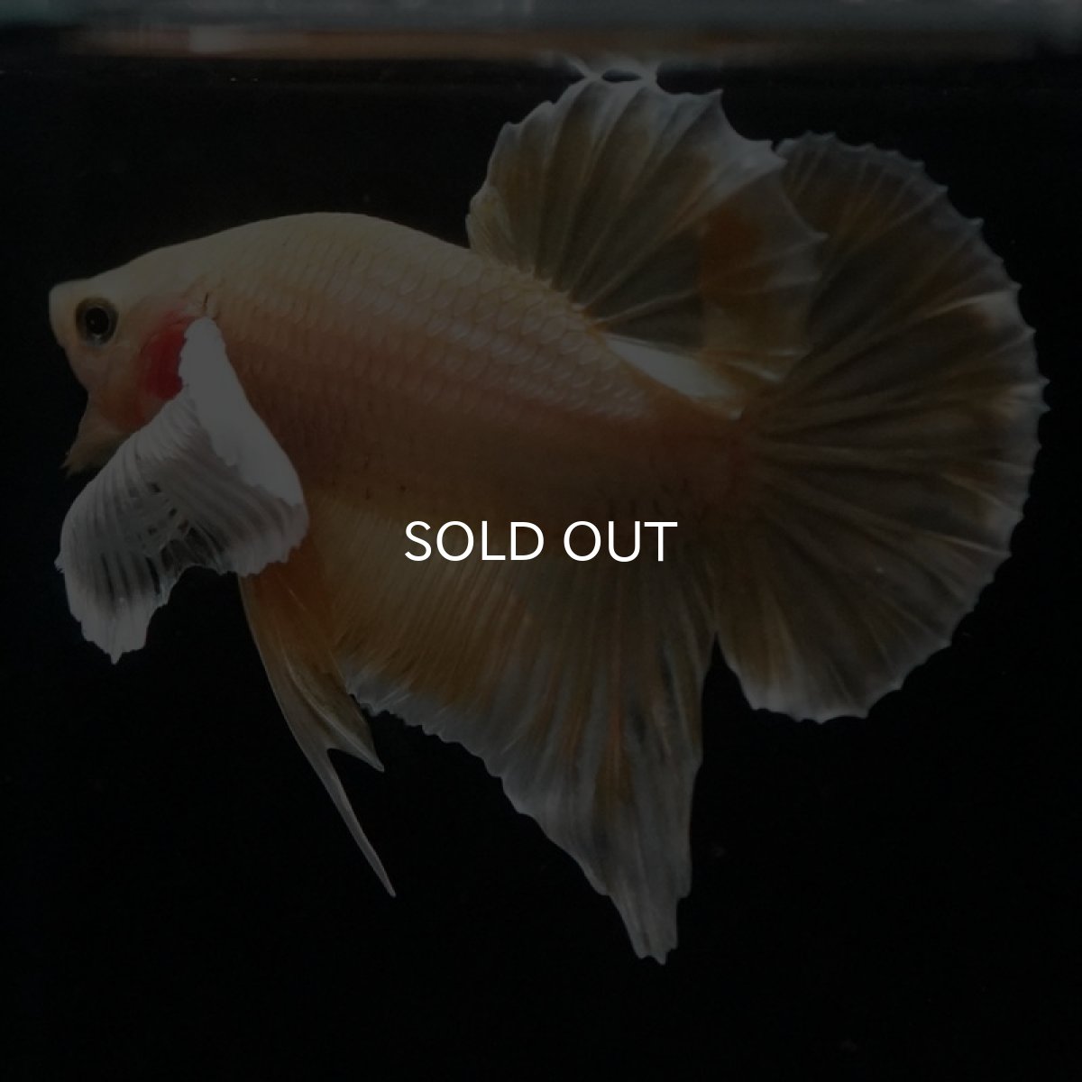 画像10: HMPK　イエローゴールドダンボ (10)