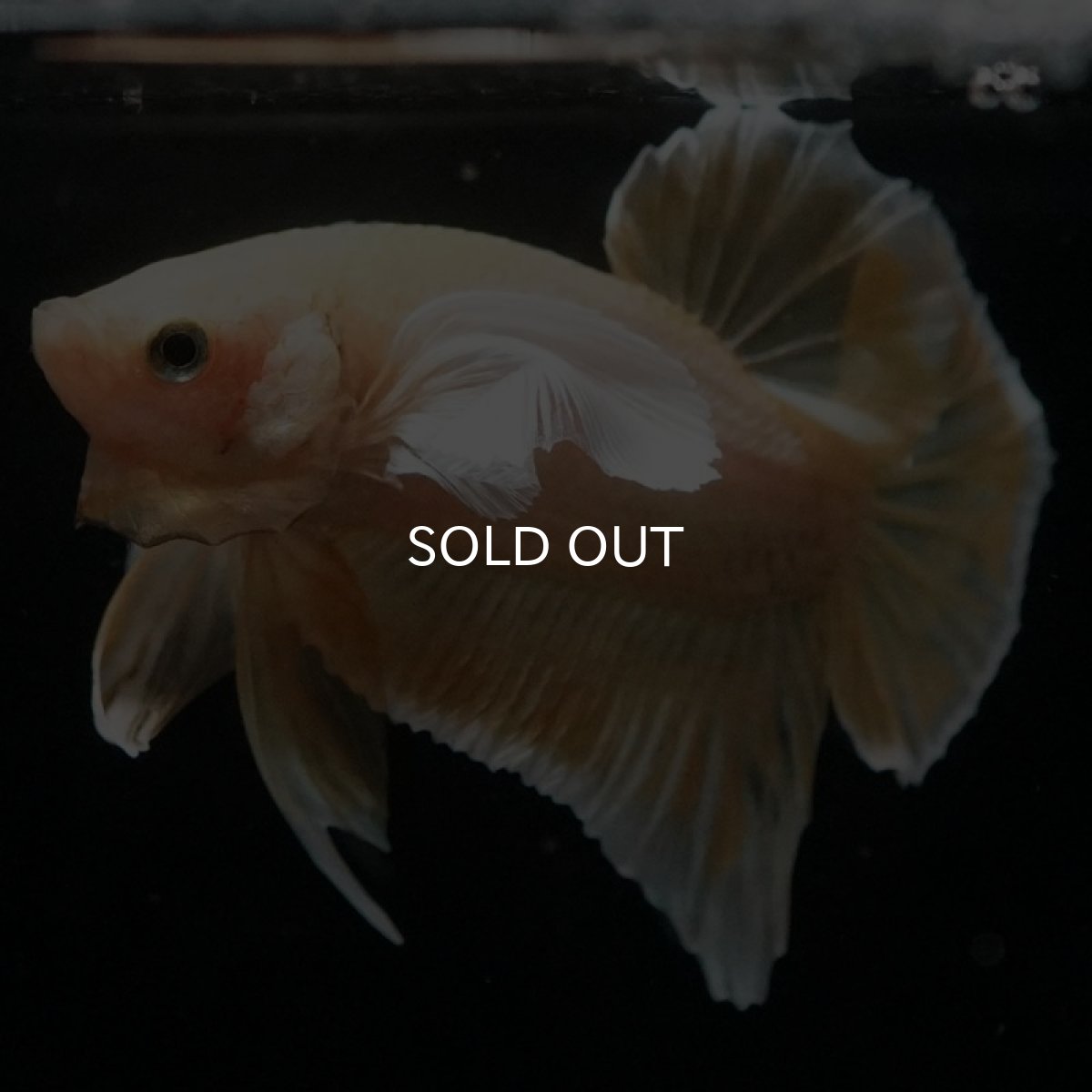 画像2: HMPK　イエローゴールドダンボ (2)