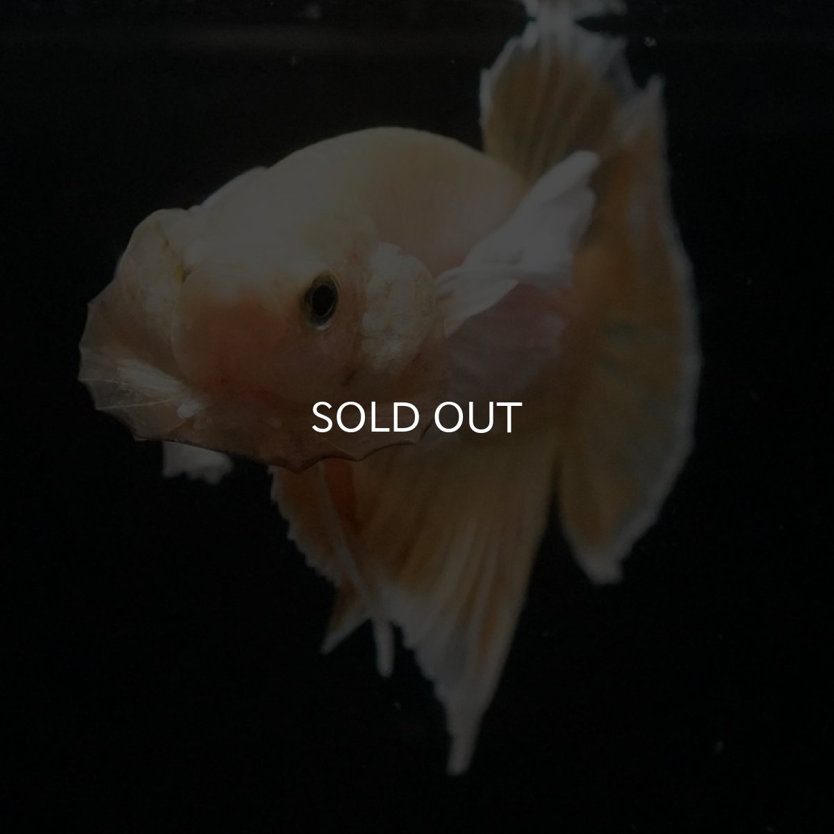 画像7: HMPK　イエローゴールドダンボ (7)