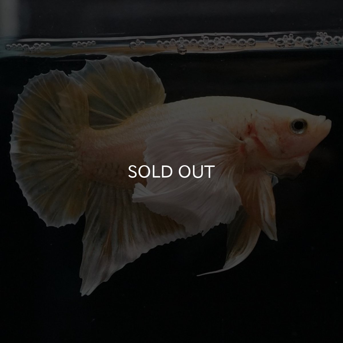 画像5: HMPK　イエローゴールドダンボ (5)