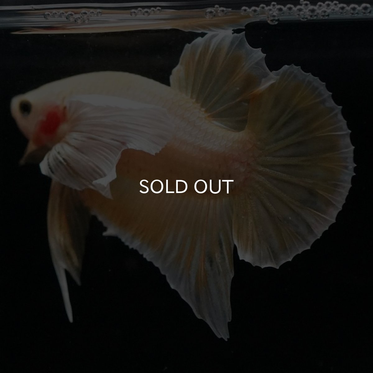 画像4: HMPK　イエローゴールドダンボ (4)