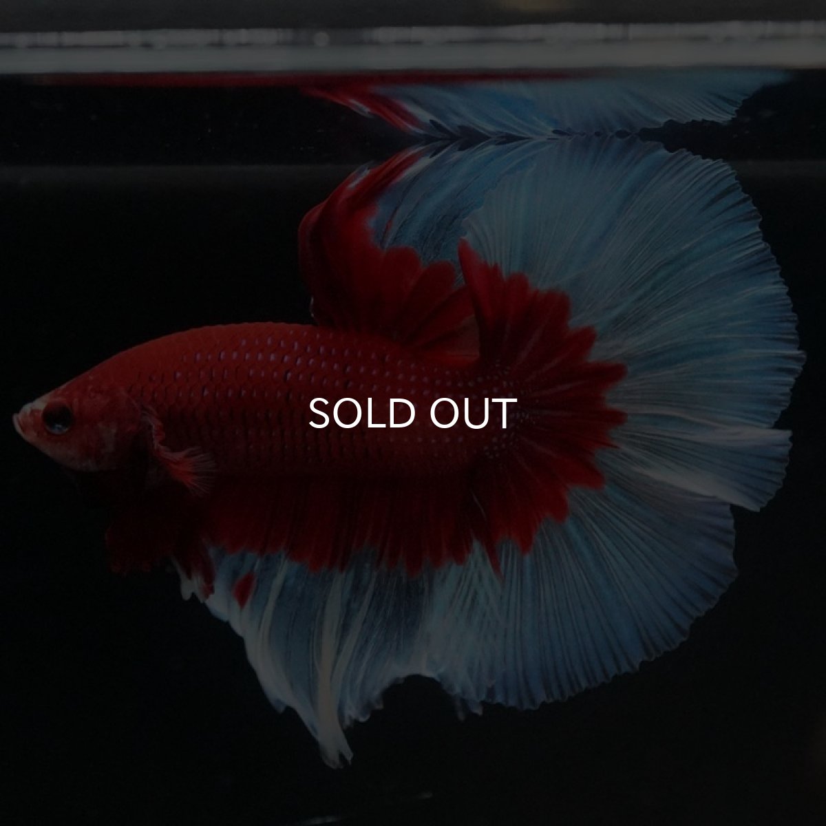 画像10: HM レッドバタフライ (10)