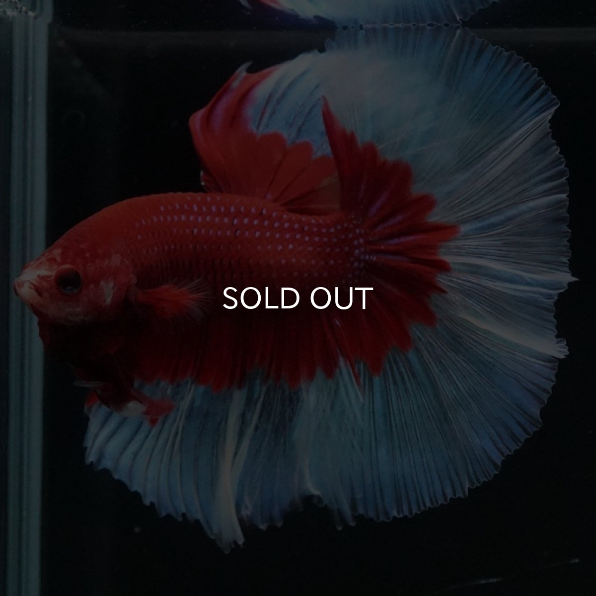 画像2: HM レッドバタフライ (2)