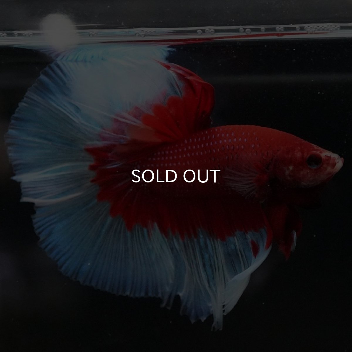 画像7: HM レッドバタフライ (7)