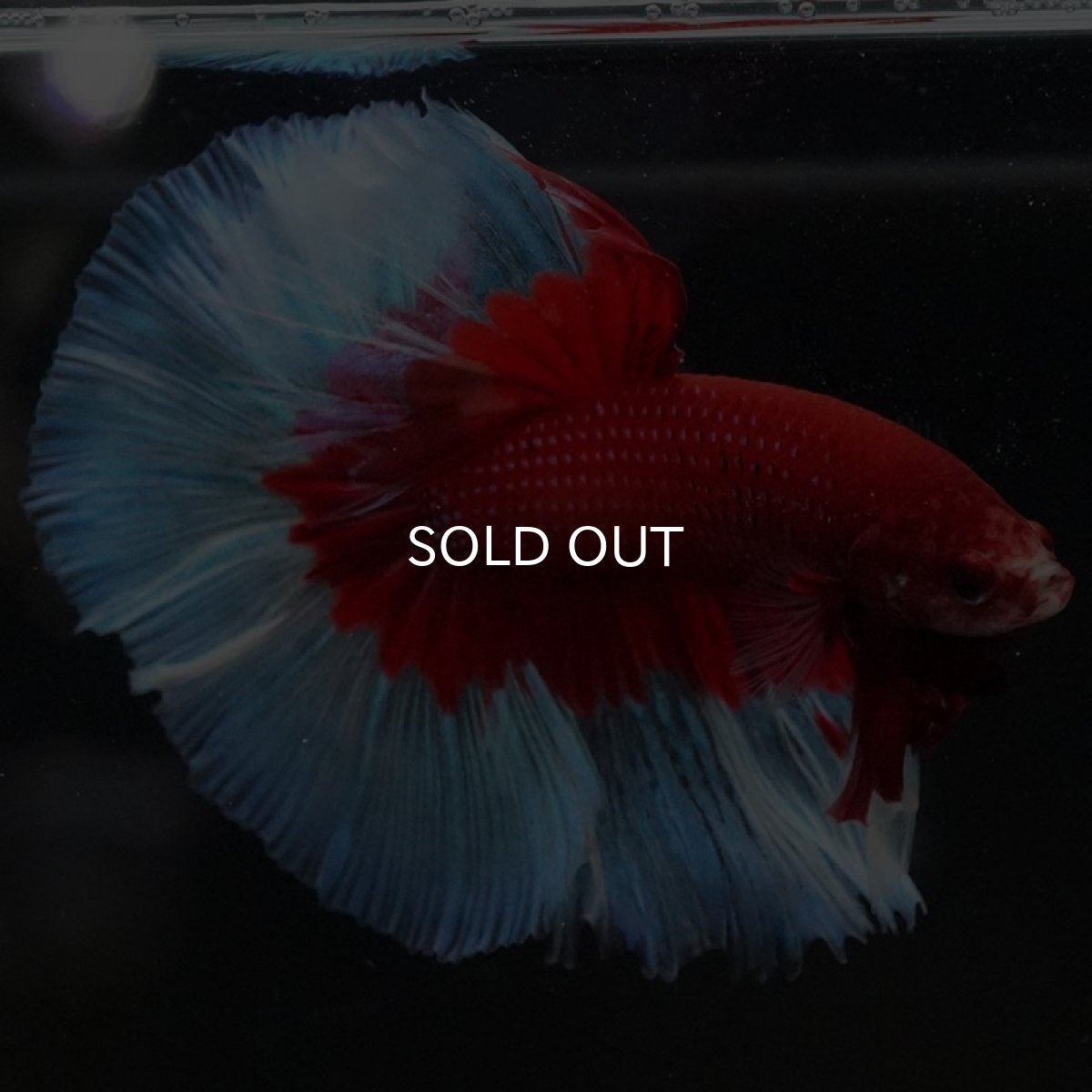 画像9: HM レッドバタフライ (9)