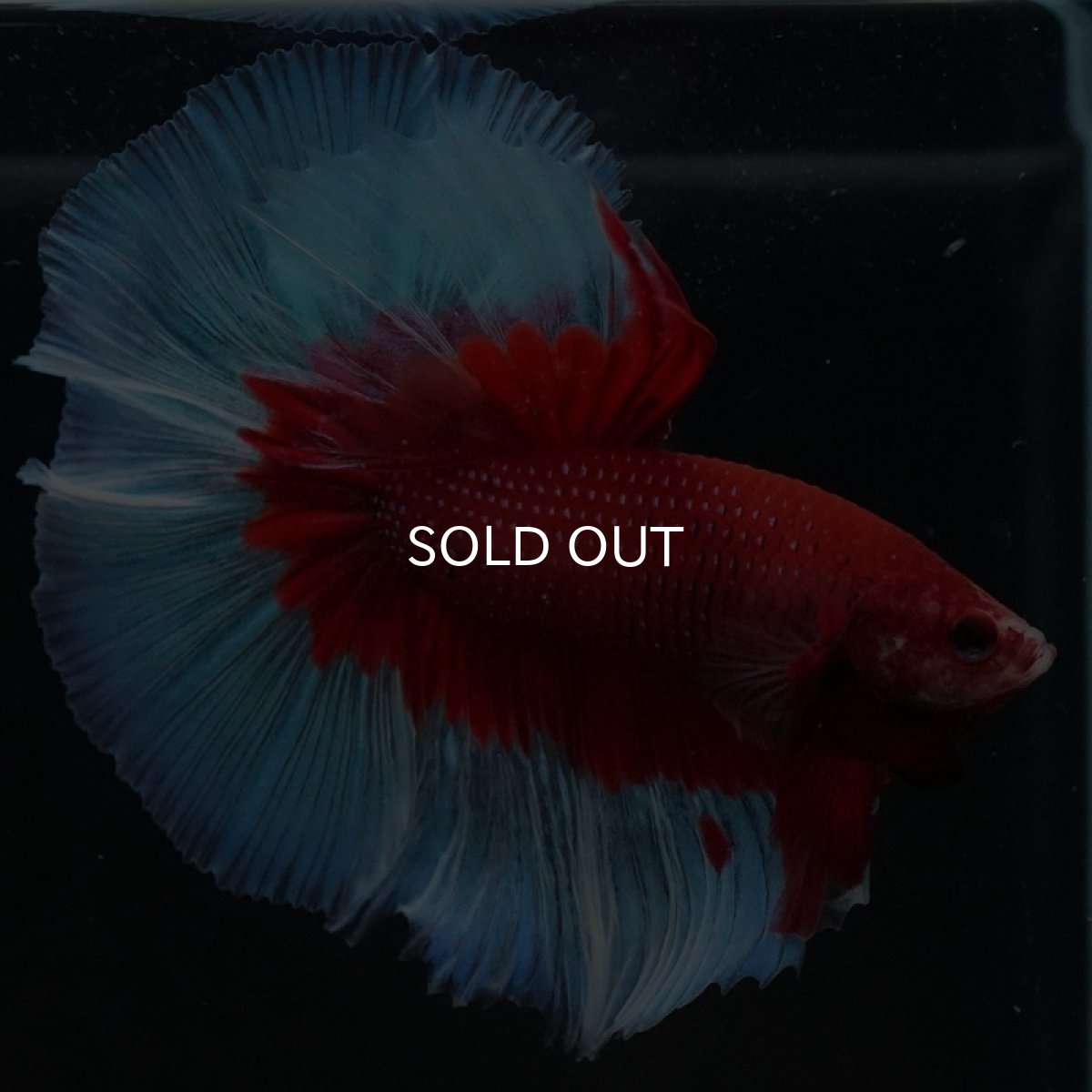 画像5: HM レッドバタフライ (5)