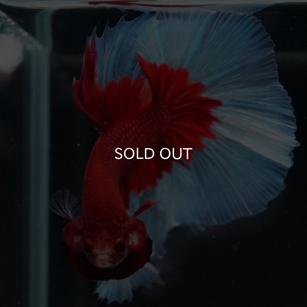 画像3: HM レッドバタフライ (3)