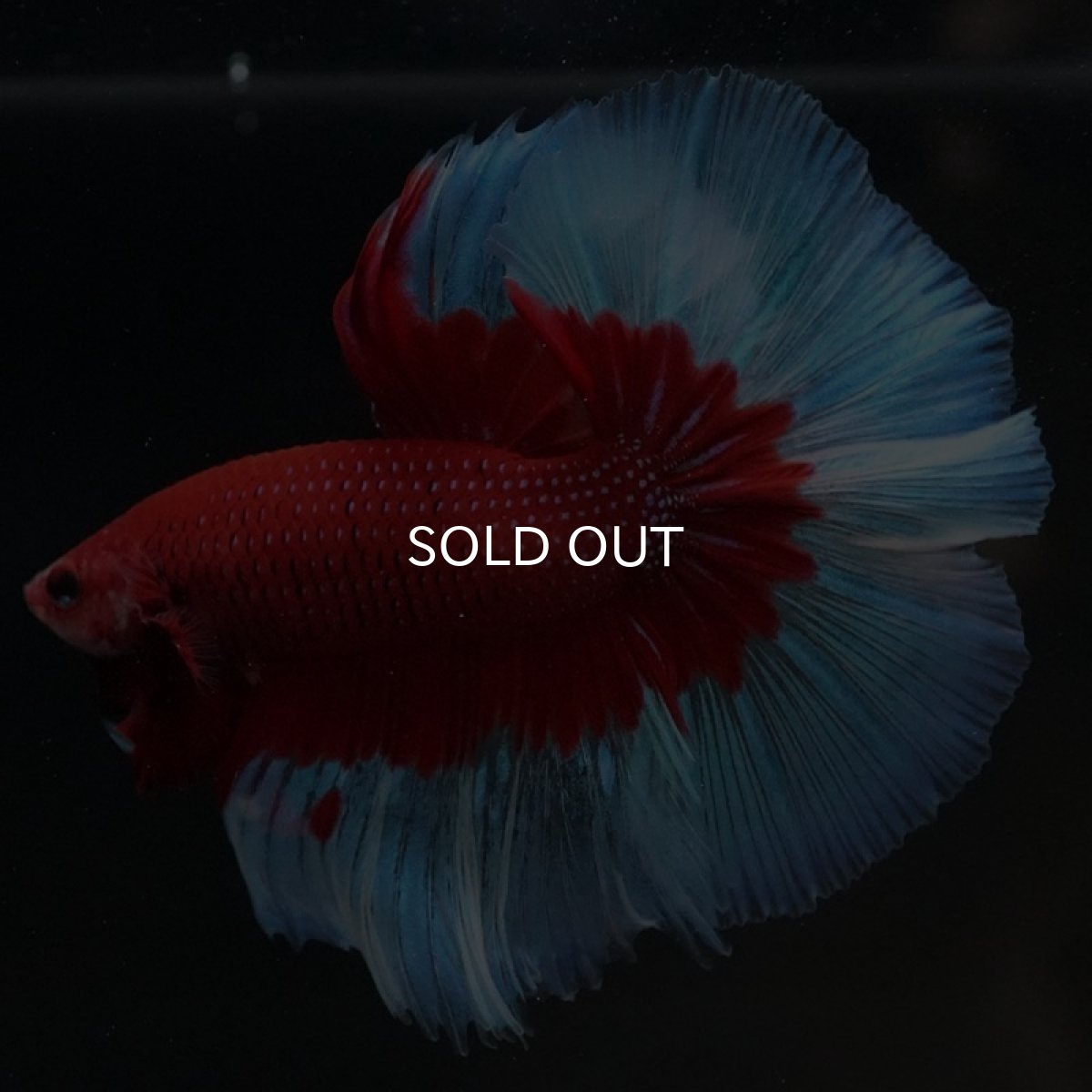 画像8: HM レッドバタフライ (8)