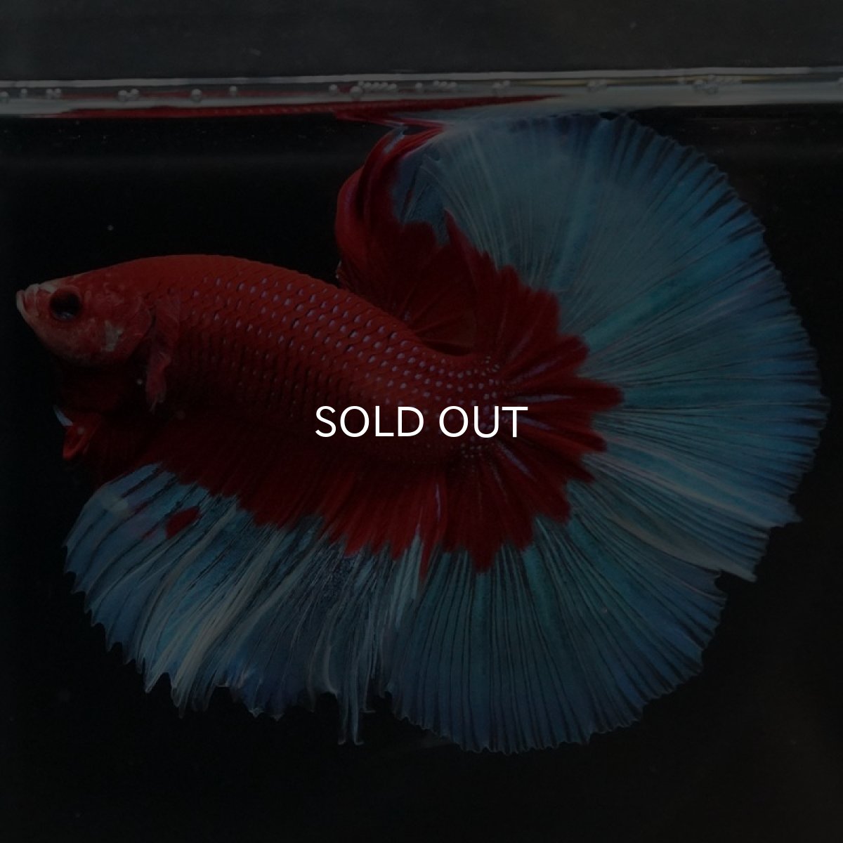 画像6: HM レッドバタフライ (6)