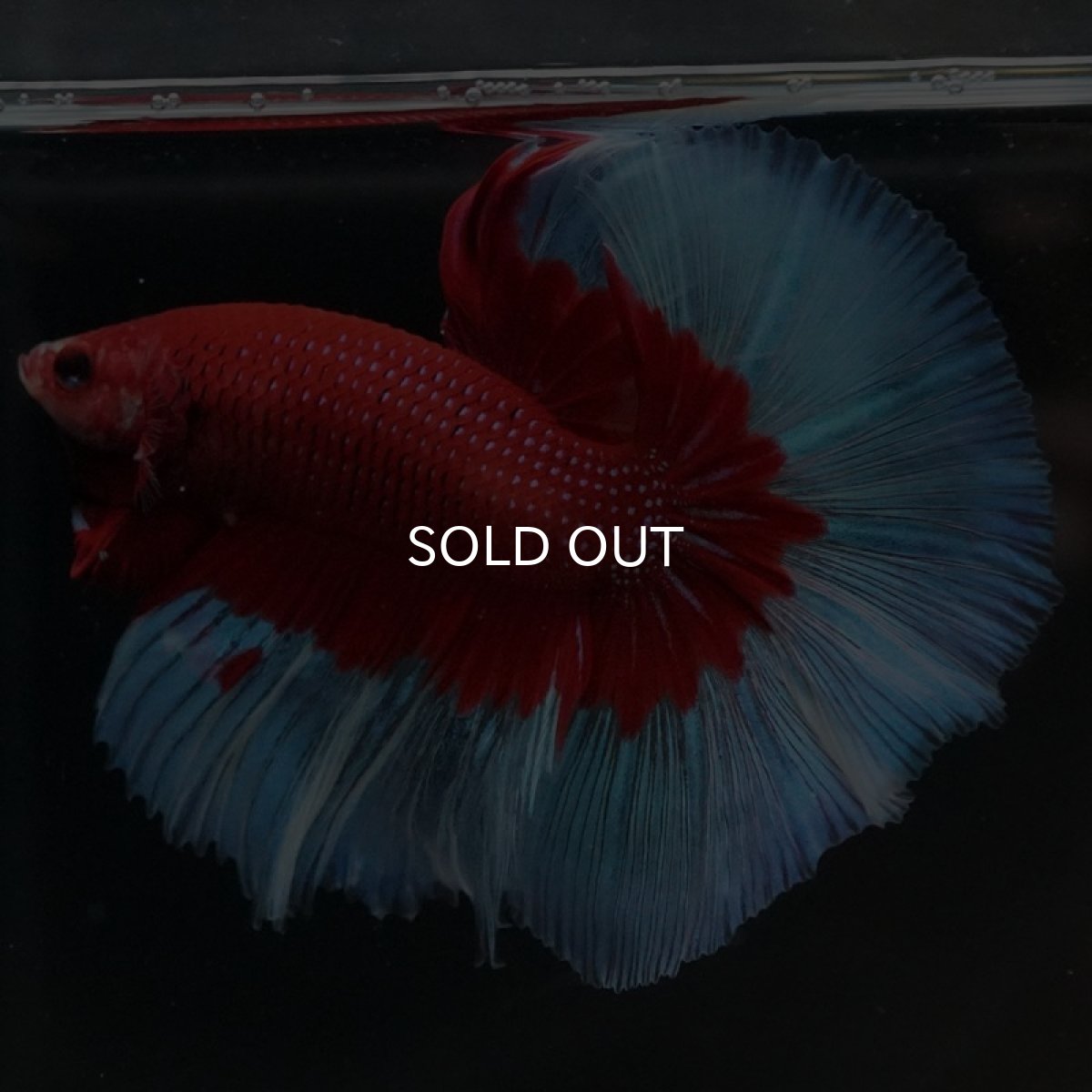 画像4: HM レッドバタフライ (4)