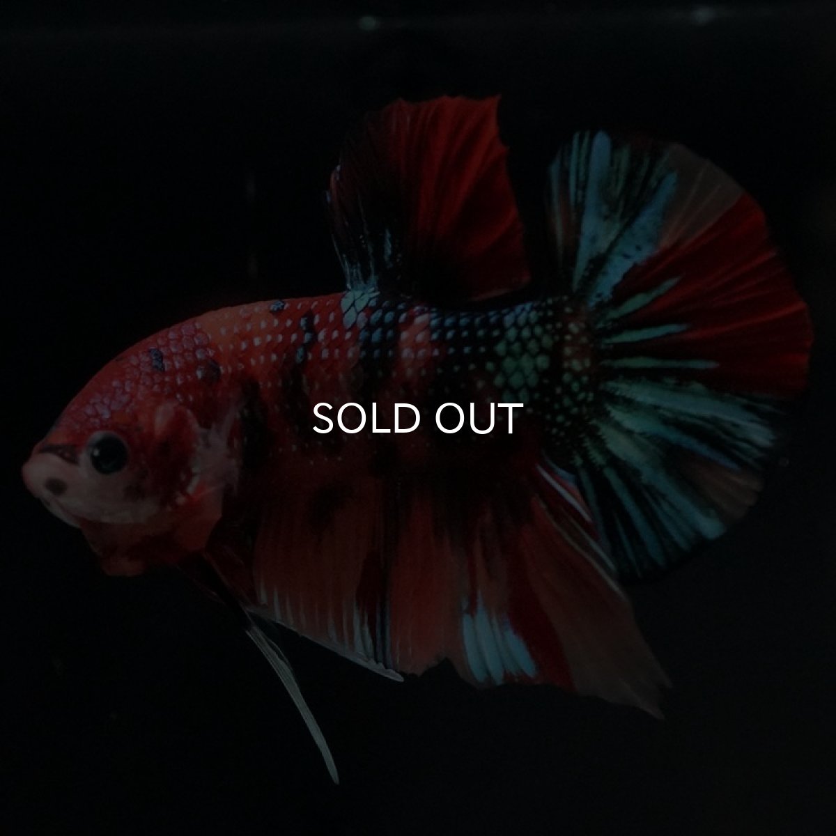 画像6: HMPK キャンディギャラクシー (6)