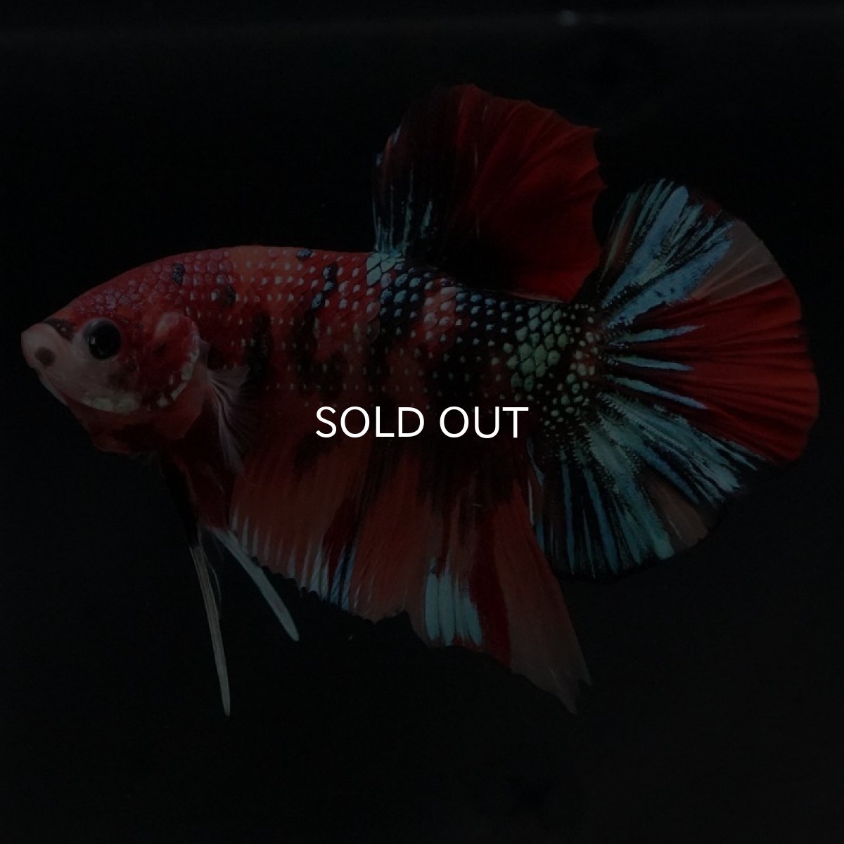 画像2: HMPK キャンディギャラクシー (2)