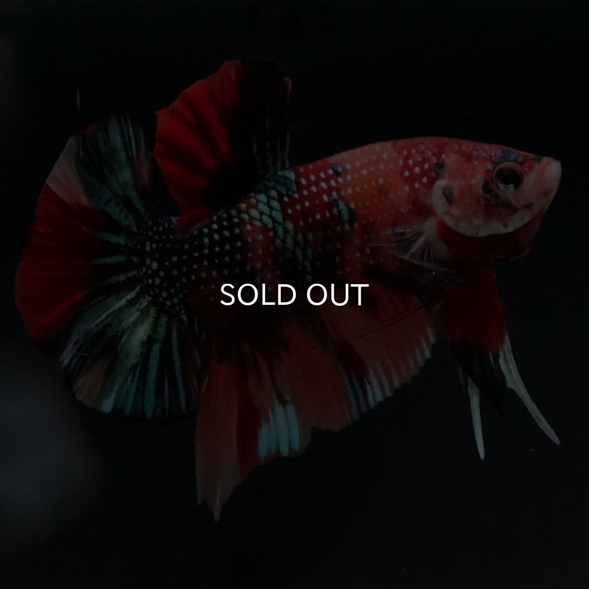 画像7: HMPK キャンディギャラクシー (7)