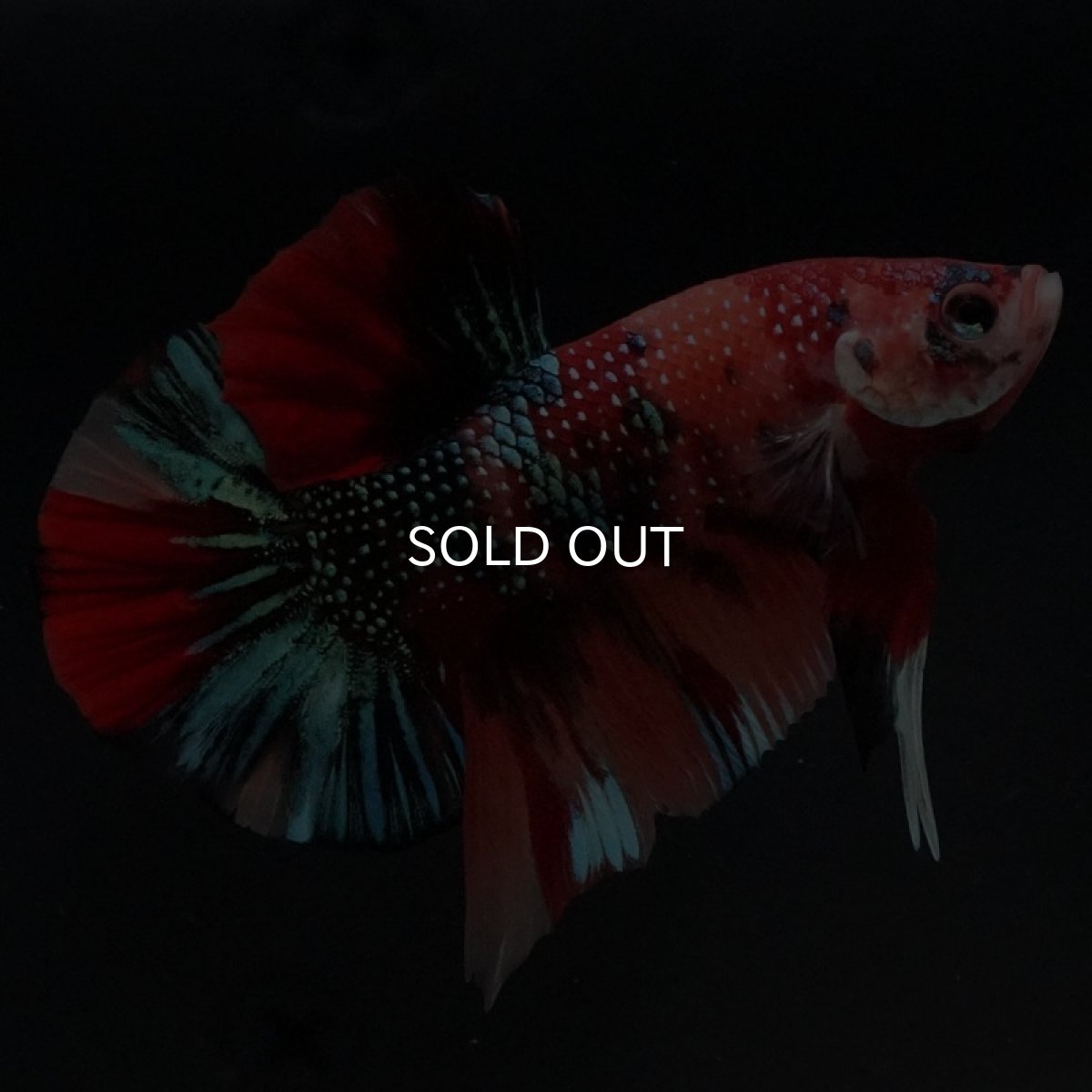 画像5: HMPK キャンディギャラクシー (5)