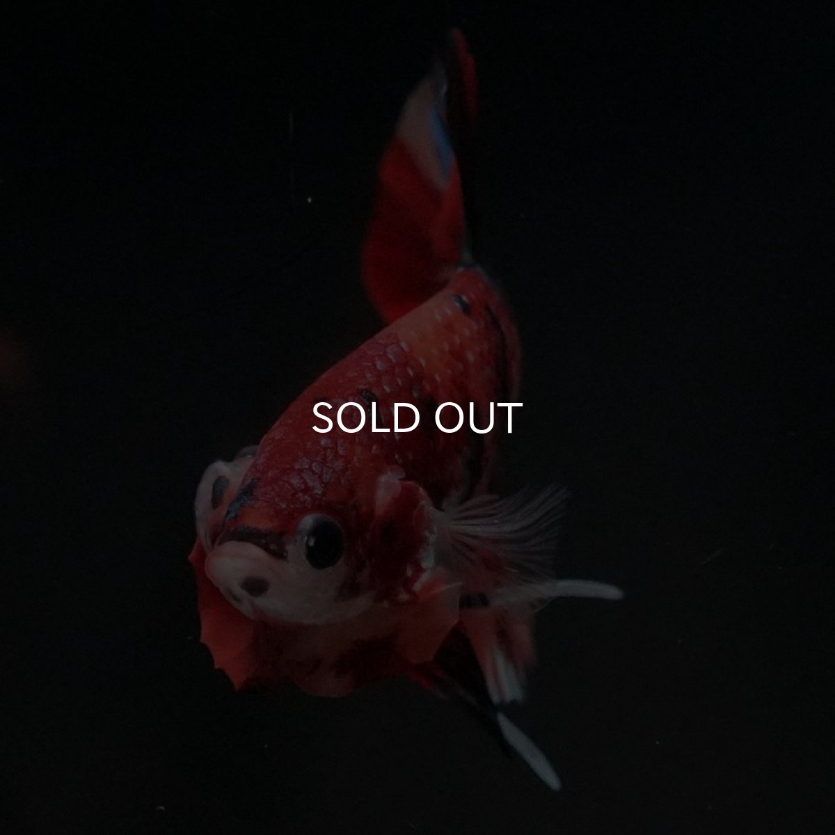 画像3: HMPK キャンディギャラクシー (3)