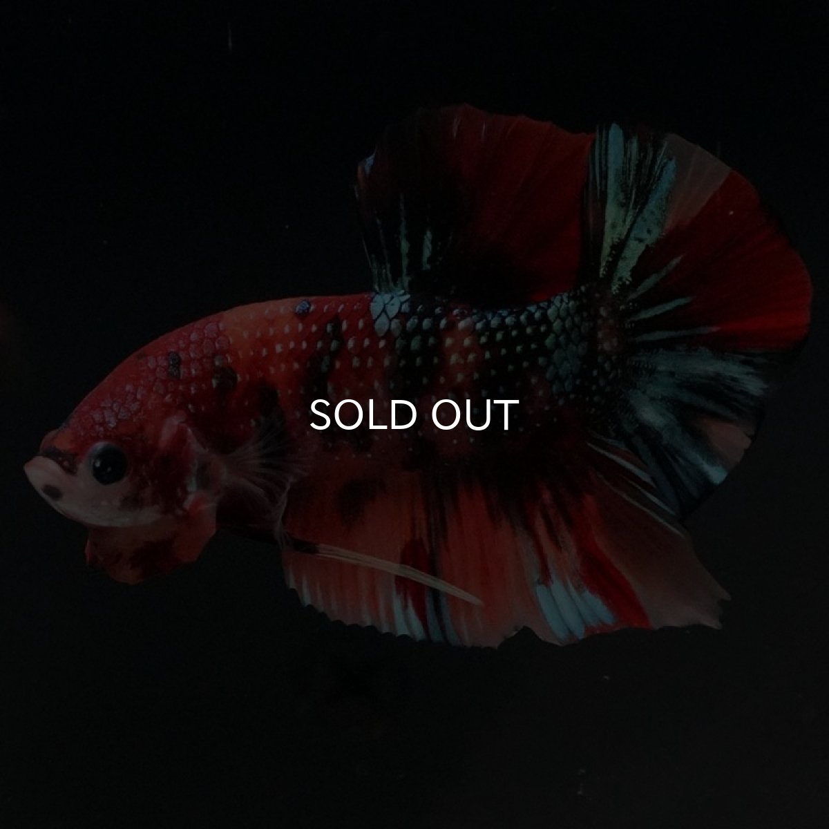 画像4: HMPK キャンディギャラクシー (4)