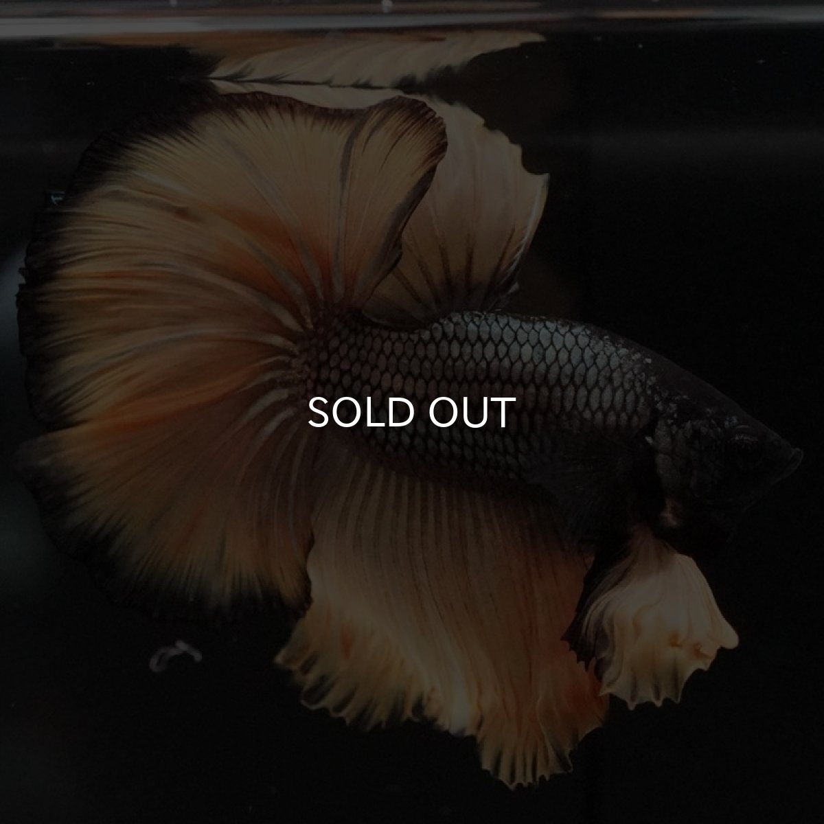 画像6: HM ブラックマスタード (6)