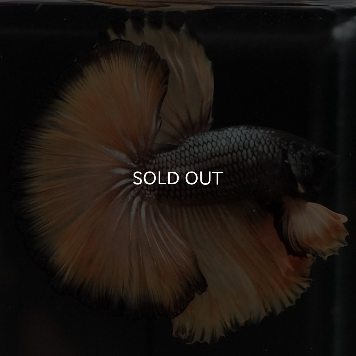 画像2: HM ブラックマスタード (2)