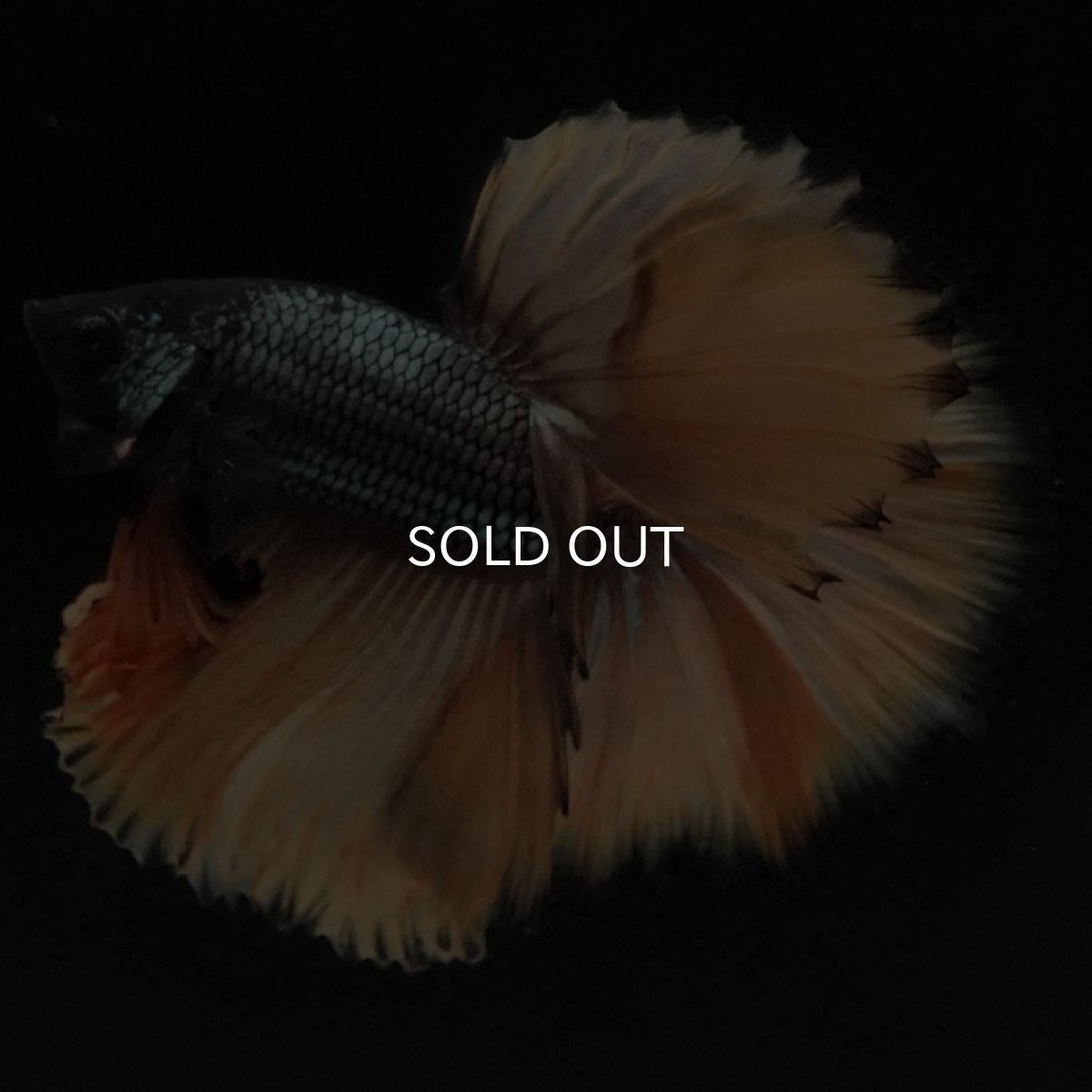 画像5: HM ブラックマスタード (5)